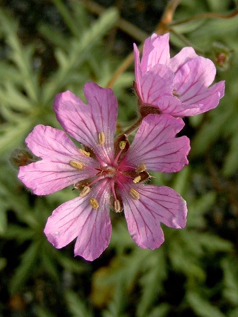 Photos Geranium malviflorum - 