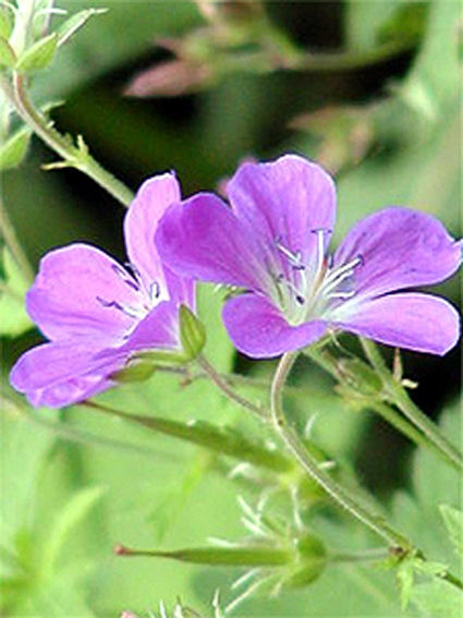 Foto Geranium sylvaticum - 