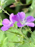 Photos Geranium sylvaticum