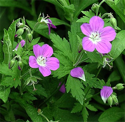 Photos Geranium sylvaticum - 