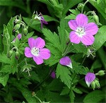 Photos Geranium sylvaticum
