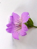 Photos Geranium nodosum