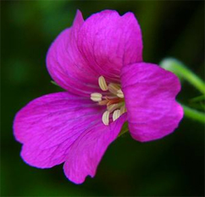Photos Geranium � oxonianum - 