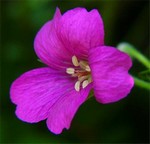 Photos Geranium � oxonianum