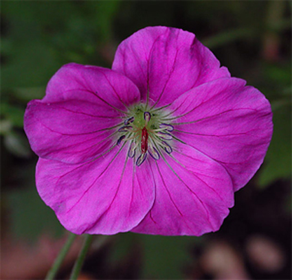 Photos Geranium orientalitibeticum - 
