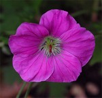 Photos Geranium orientalitibeticum
