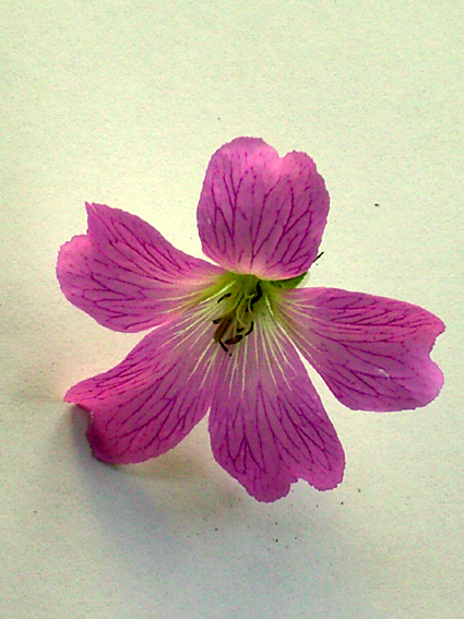 Photos Geranium × oxonianum -