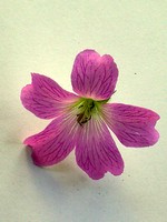 Photos Geranium � oxonianum