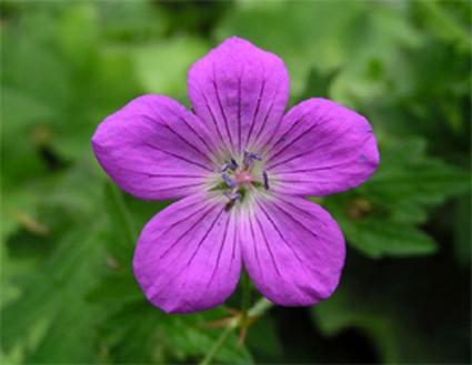 Photos Geranium palustre - 