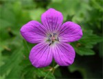 Photos Geranium palustre