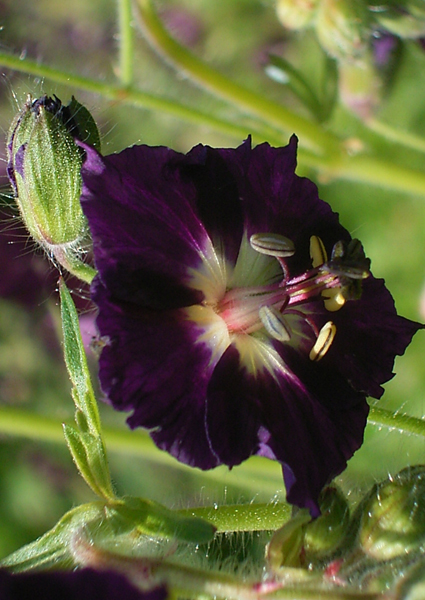 Photos Geranium phaeum - 