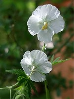 Photos Geranium phaeum