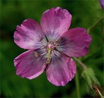 Photos Geranium phaeum