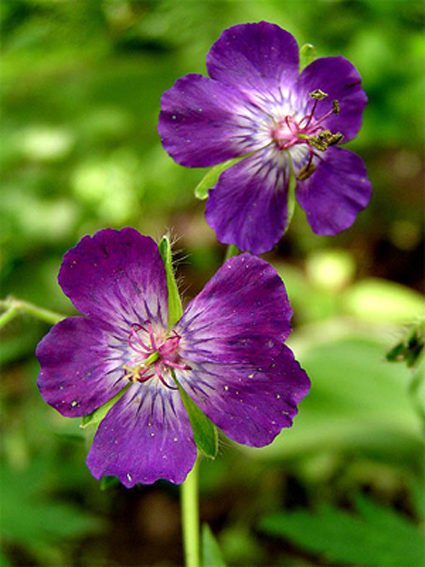 Photos Geranium phaeum - 