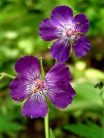 Photos Geranium phaeum