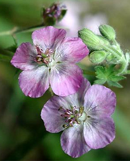 Photos Geranium phaeum - 
