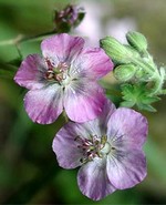 Photos Geranium phaeum