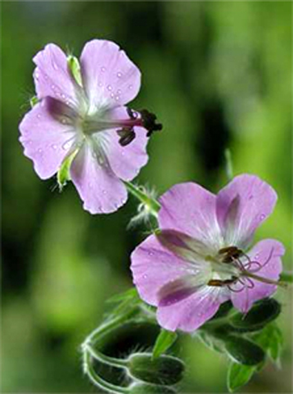 Photos Geranium phaeum -