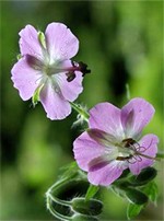 Fotos Geranium phaeum
