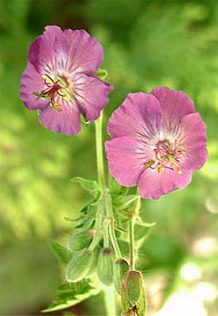 Photos Geranium phaeum -