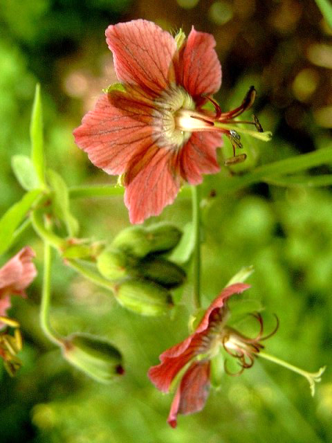 Photos Geranium phaeum -