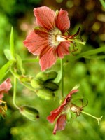 Photos Geranium phaeum