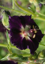 Photos Geranium phaeum