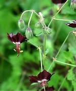 Photos Geranium phaeum