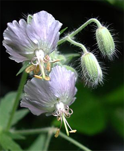 Photos Geranium phaeum - 