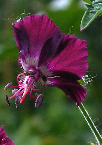 Photos Geranium phaeum var. hungaricum - 