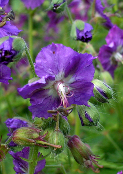 Photos Geranium phaeum var. lividum - 