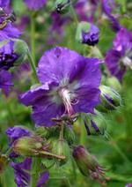Photos Geranium phaeum var. lividum