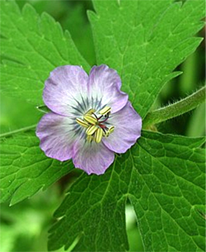 Foto Geranium phaeum - 