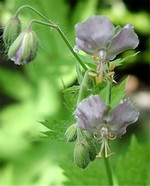 Photos Geranium phaeum