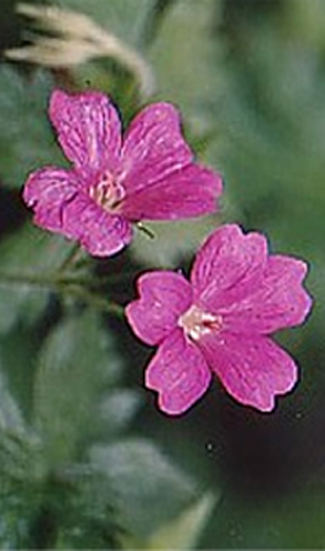 Foto Geranium × oxonianum - Geranio scuro