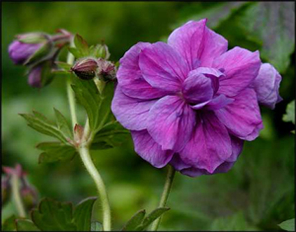 Photos Geranium himalayense - 
