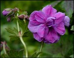 Photos Geranium himalayense