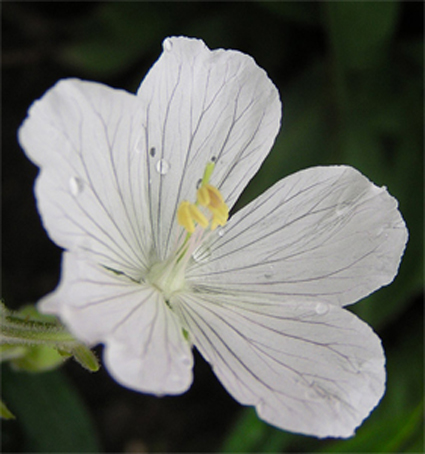 Photos Geranium pratense - 