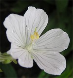 Photos Geranium pratense