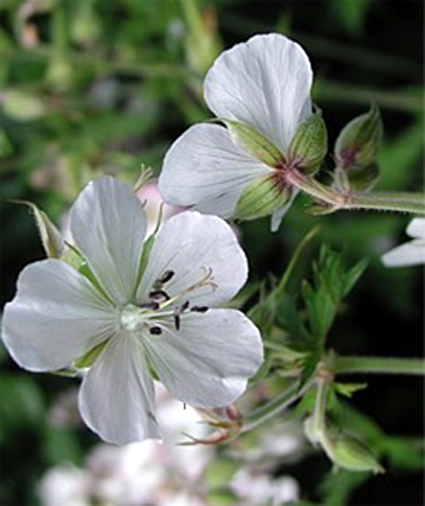 Photos Geranium pratense - 