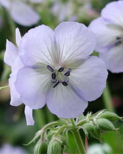 Photos Geranium pratense - 