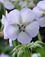 Photos Geranium pratense