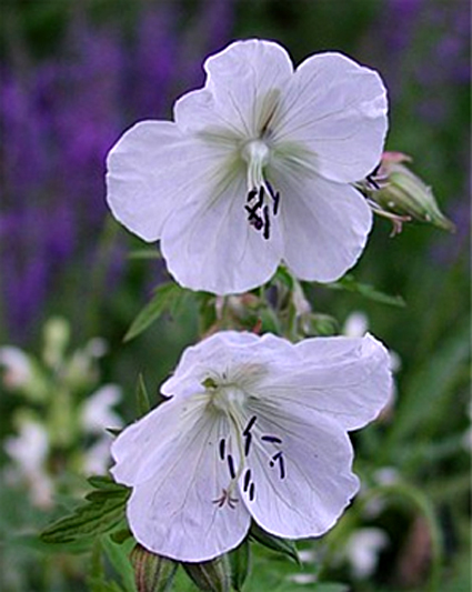 Photos Geranium pratense - 