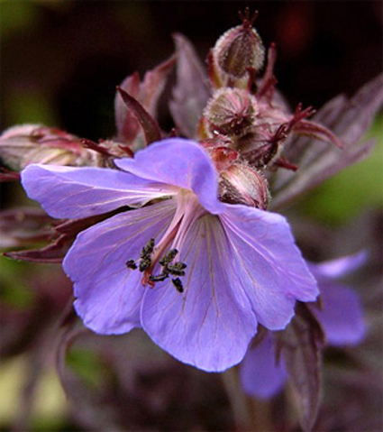 Photos Geranium pratense -