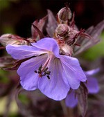 Photos Geranium pratense