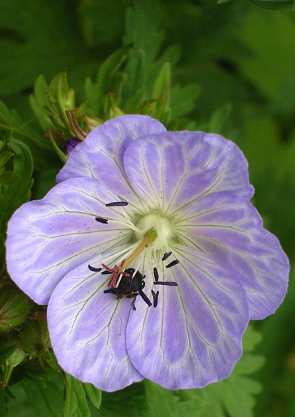 Photos Geranium pratense - 