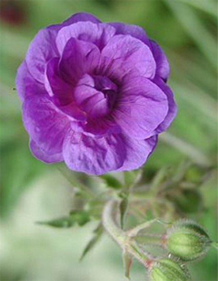 Photos Geranium pratense - 