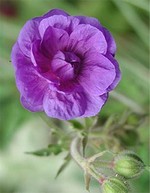 Photos Geranium pratense