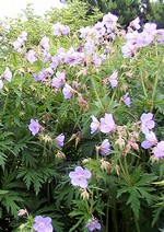 Photos Geranium pratense
