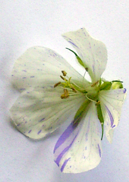 Photos Geranium pratense - 